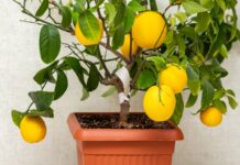 manger les citrons du citronnier en pot