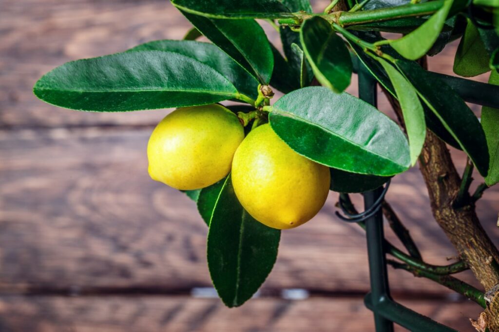 manger les citrons du citronnier en pot